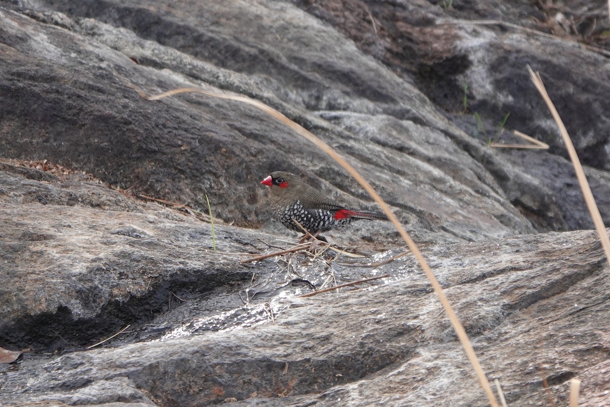 Red-eared Firetail - ML619386172
