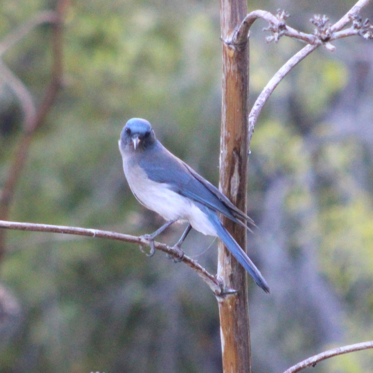 Mexican Jay - ML619386208