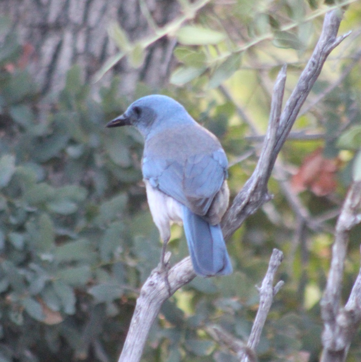 Mexican Jay - ML619386213