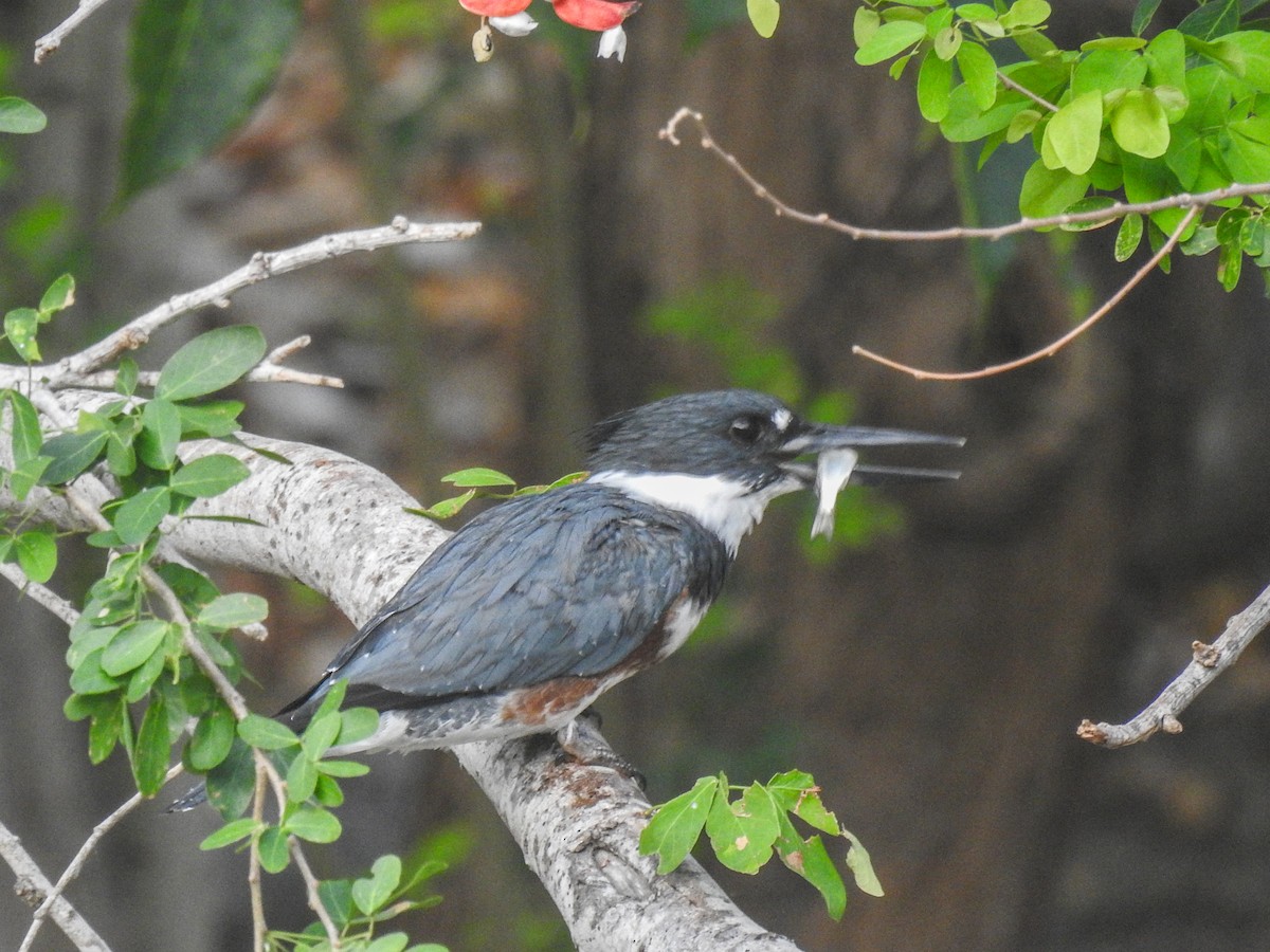 Belted Kingfisher - ML619386230