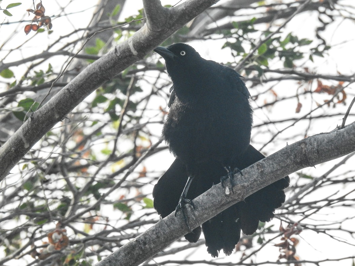 Great-tailed Grackle - ML619386249