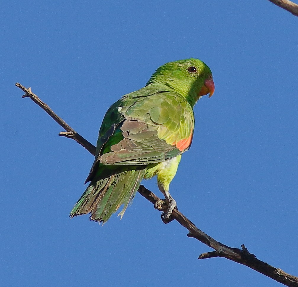 Red-winged Parrot - ML619386271