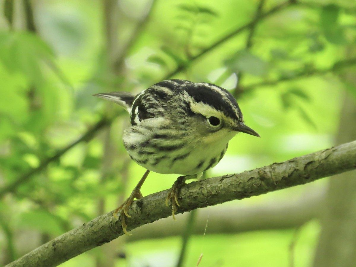 Black-and-white Warbler - ML619386291