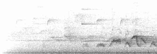 Дрізд-короткодзьоб Cвенсона - ML619386339