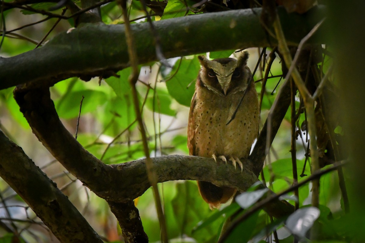 White-fronted Scops-Owl - ML619386366