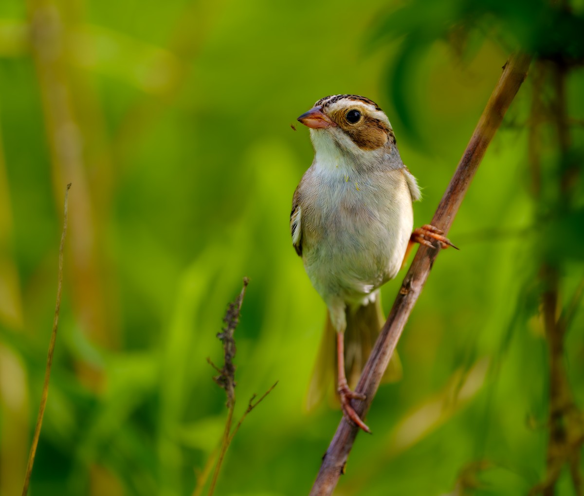 Clay-colored Sparrow - ML619386379