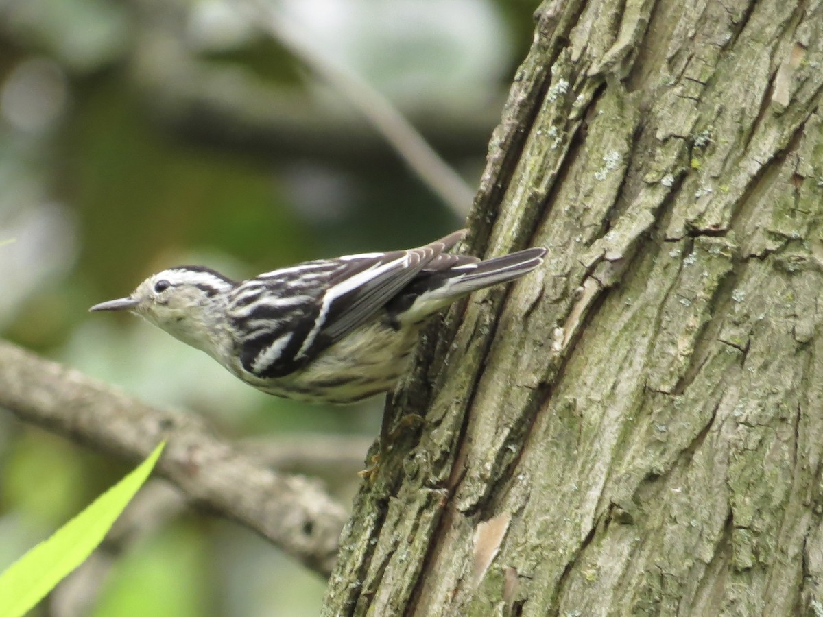 Black-and-white Warbler - ML619386383