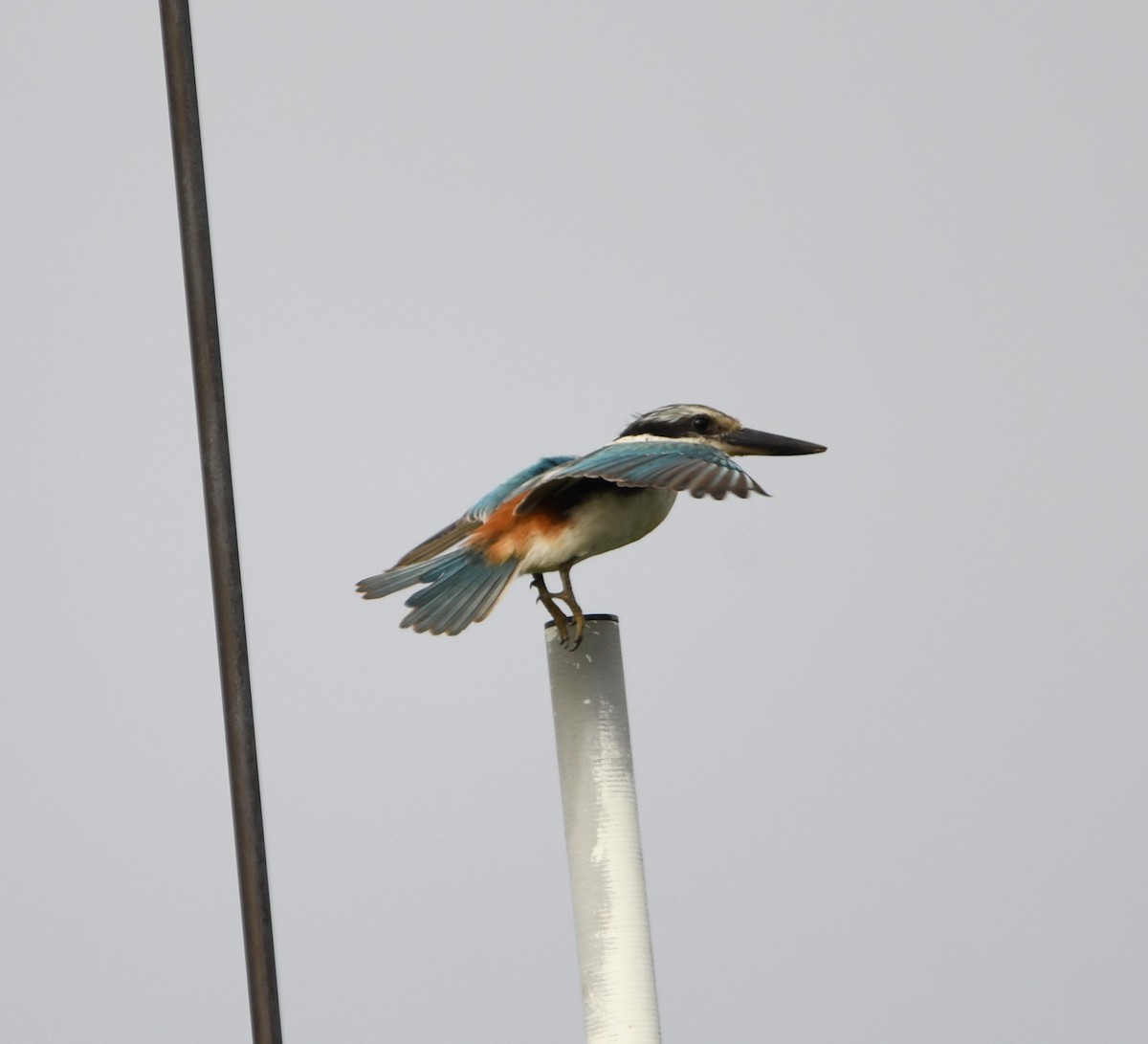 Red-backed Kingfisher - ML619386385
