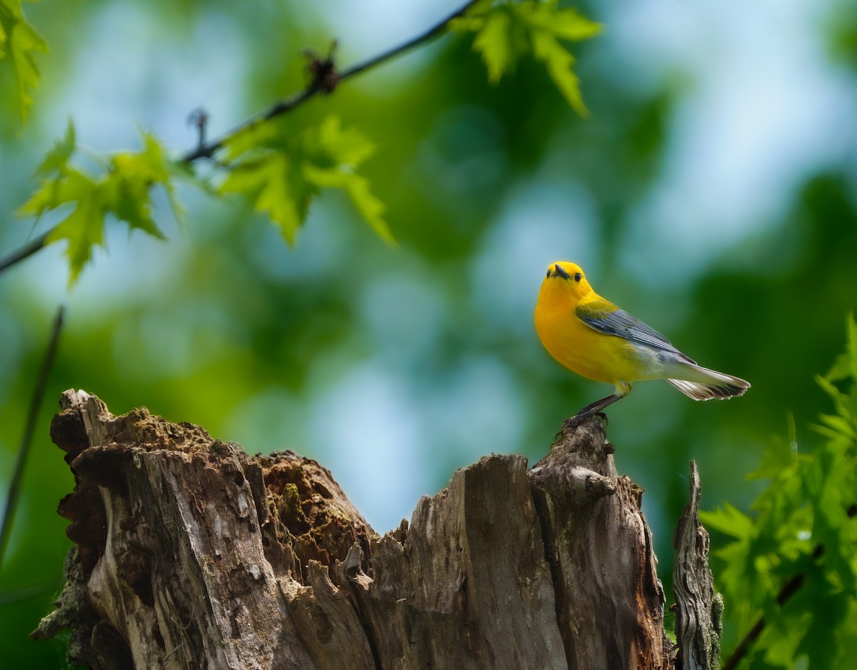 Prothonotary Warbler - ML619386389