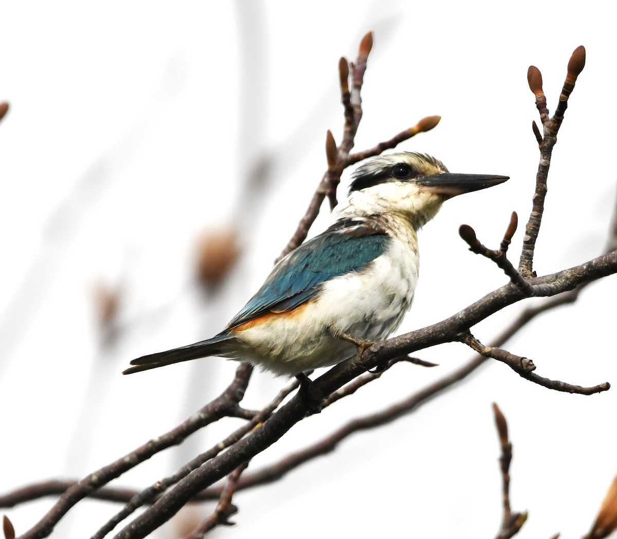 Red-backed Kingfisher - ML619386390