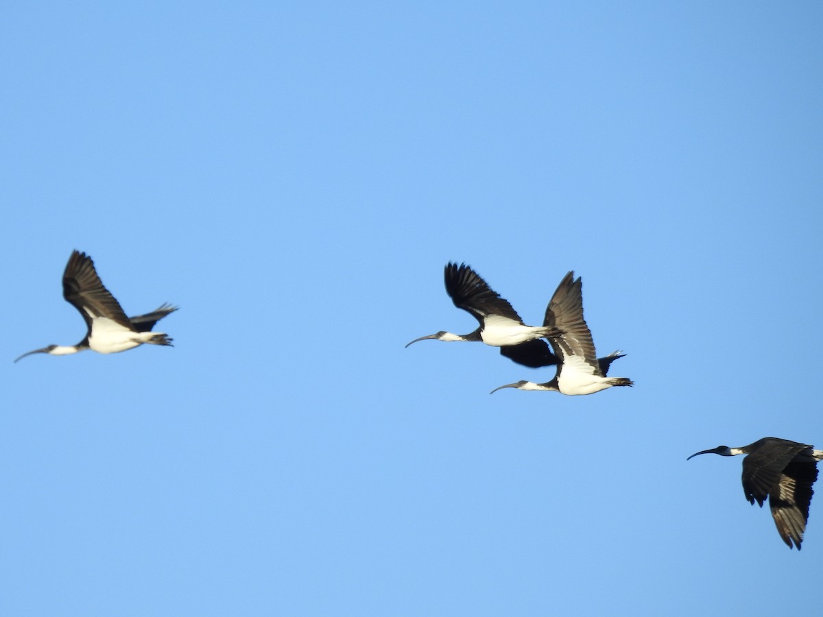 ibis slámokrký - ML619386500