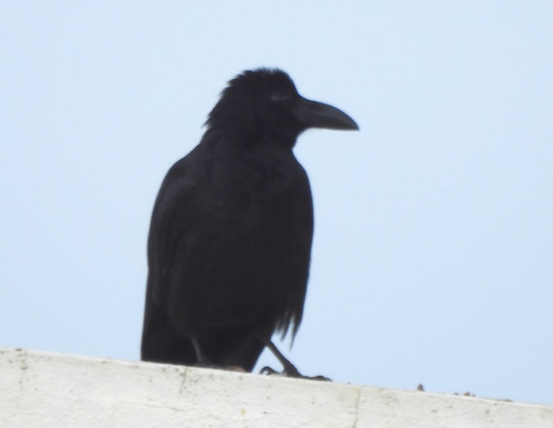 Large-billed Crow - ML619386502