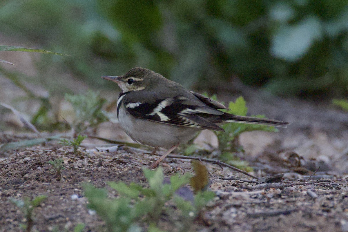 Forest Wagtail - ML619386504