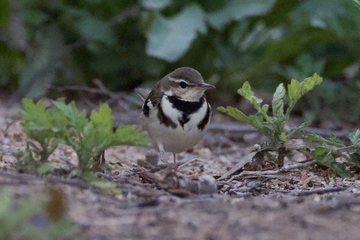 Forest Wagtail - ML619386505
