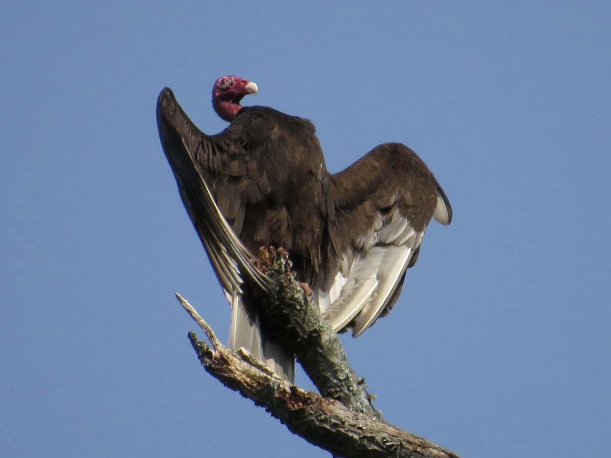 Turkey Vulture - ML619386575