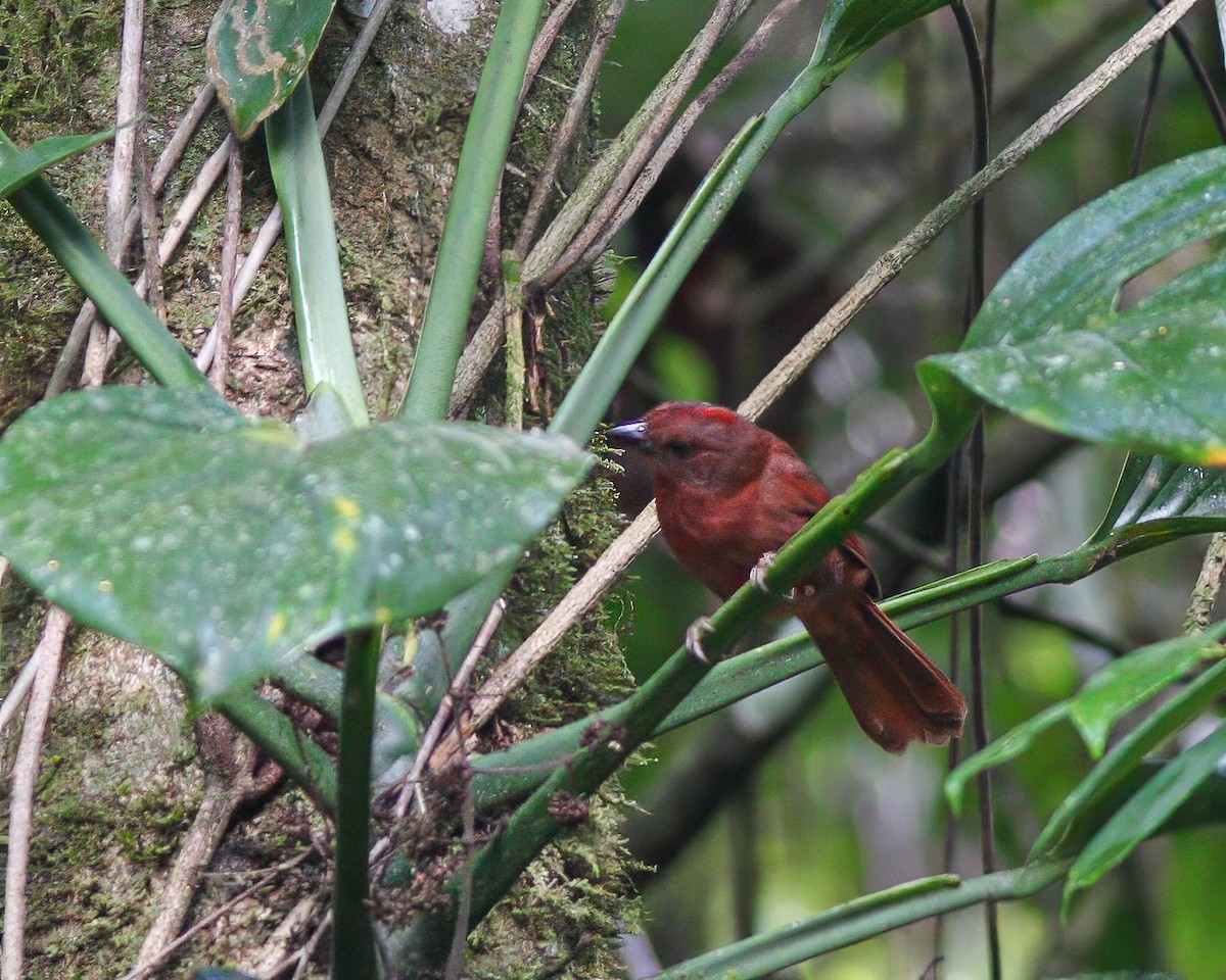 Red-crowned Ant-Tanager - ML619386622