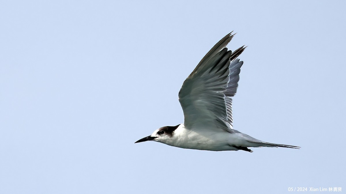 Common Tern - ML619386623