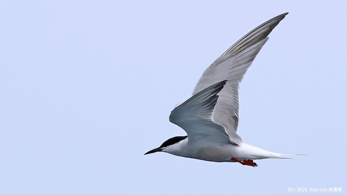Common Tern - ML619386632