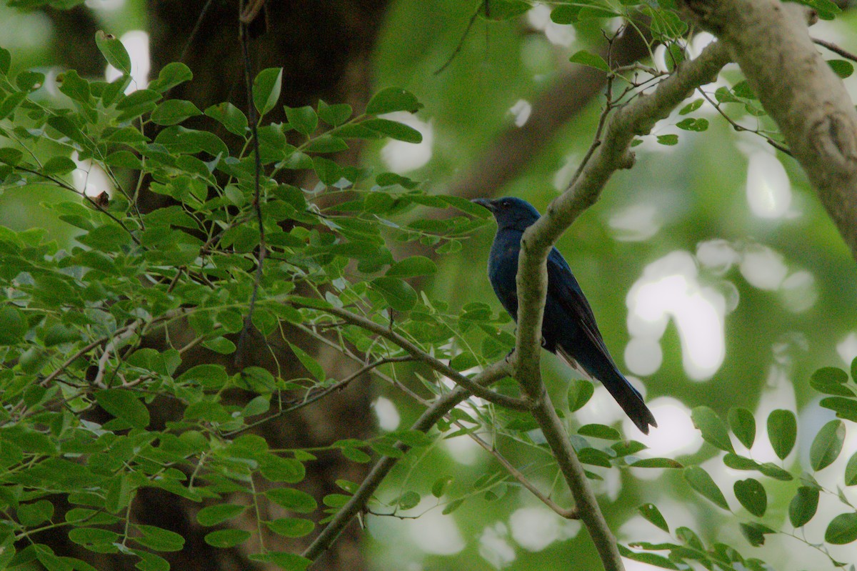 Asian Fairy-bluebird - ML619386659