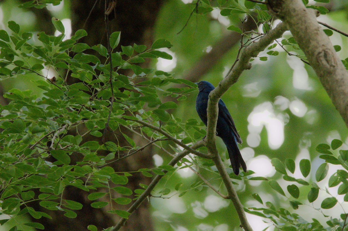 Asian Fairy-bluebird - ML619386660