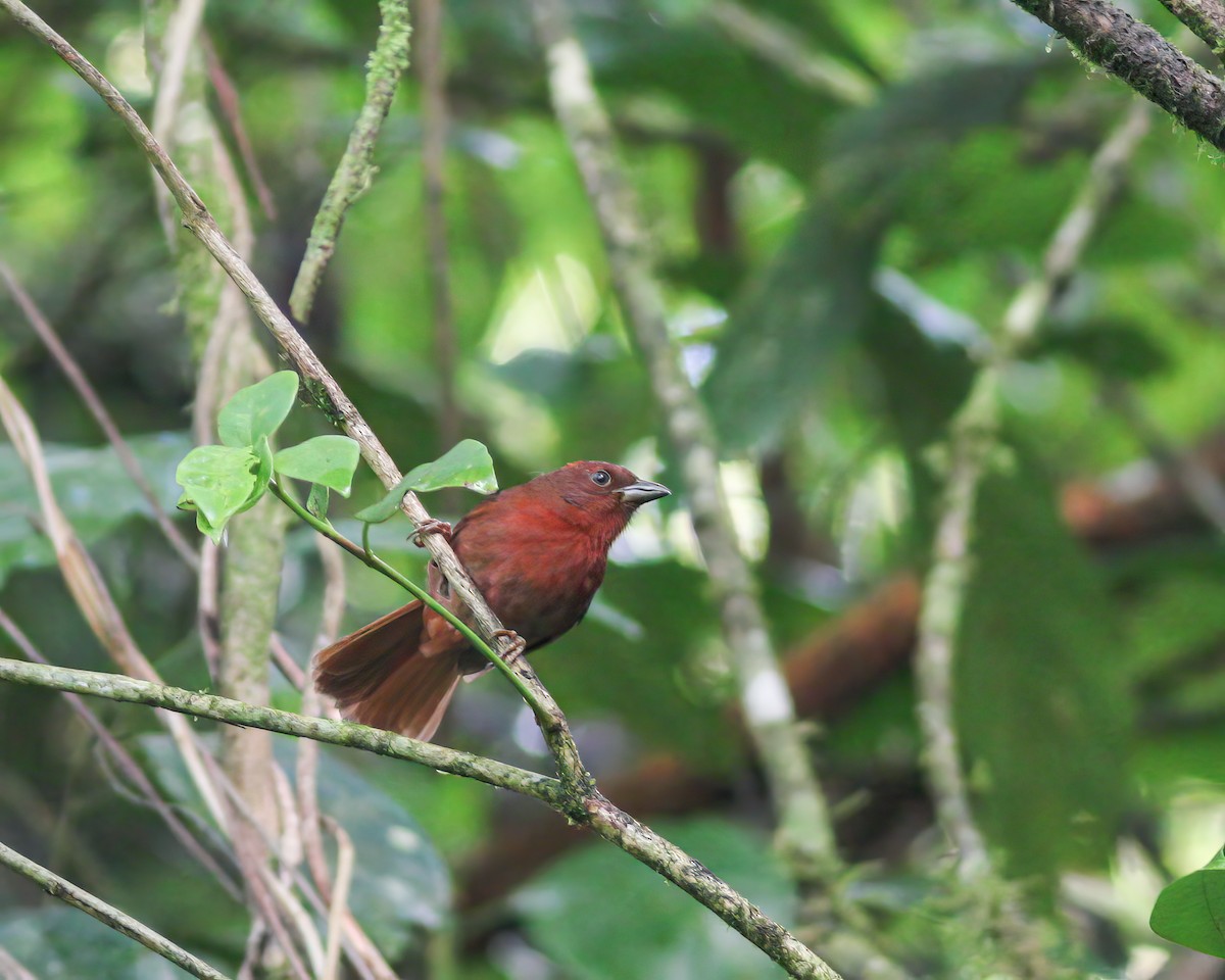 Red-crowned Ant-Tanager - ML619386661