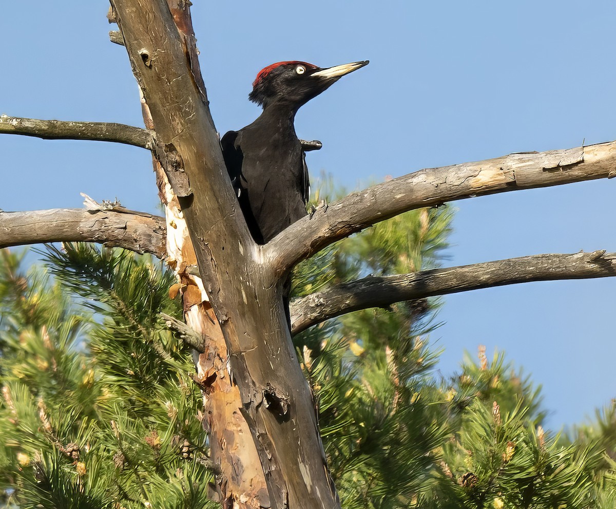 Black Woodpecker - ML619386682