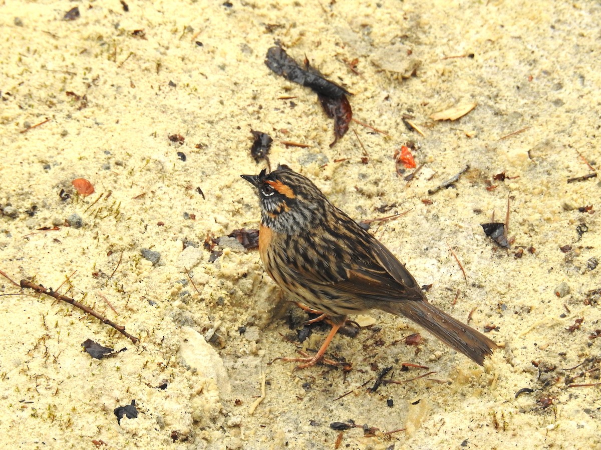 Rufous-breasted Accentor - ML619386701
