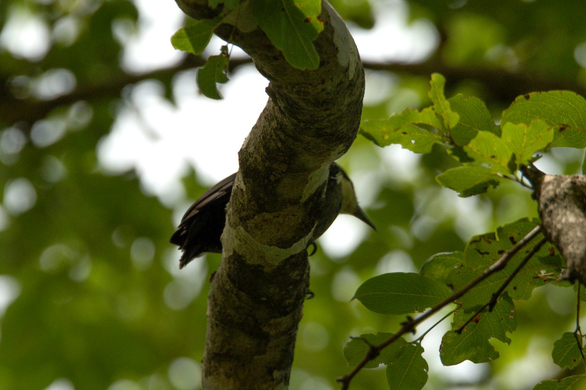 Heart-spotted Woodpecker - ML619386708