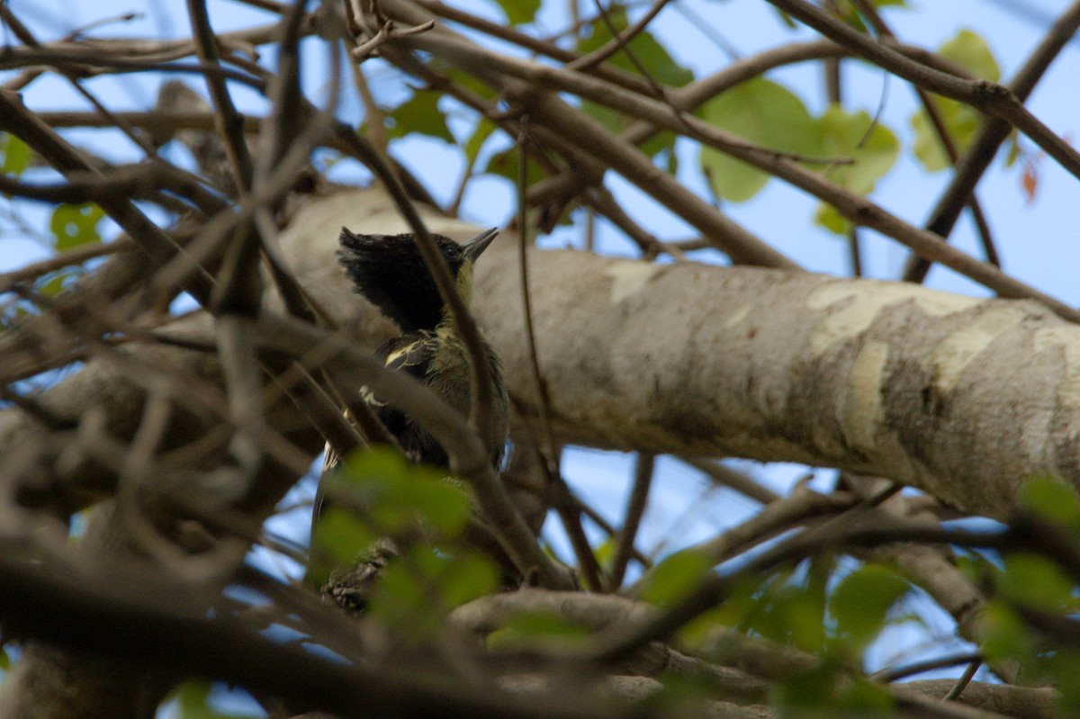 Heart-spotted Woodpecker - ML619386710
