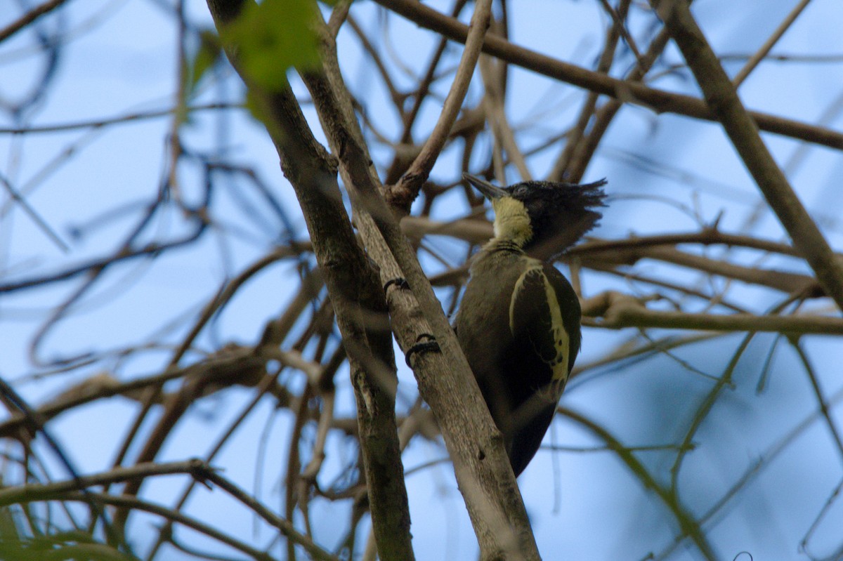 Heart-spotted Woodpecker - ML619386712