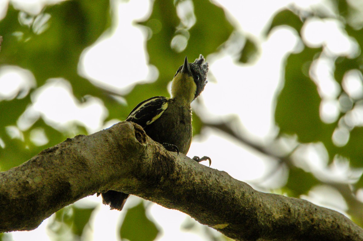 Heart-spotted Woodpecker - ML619386715