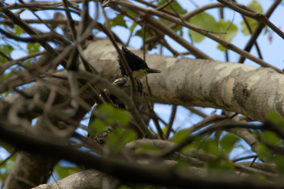 Heart-spotted Woodpecker - ML619386717