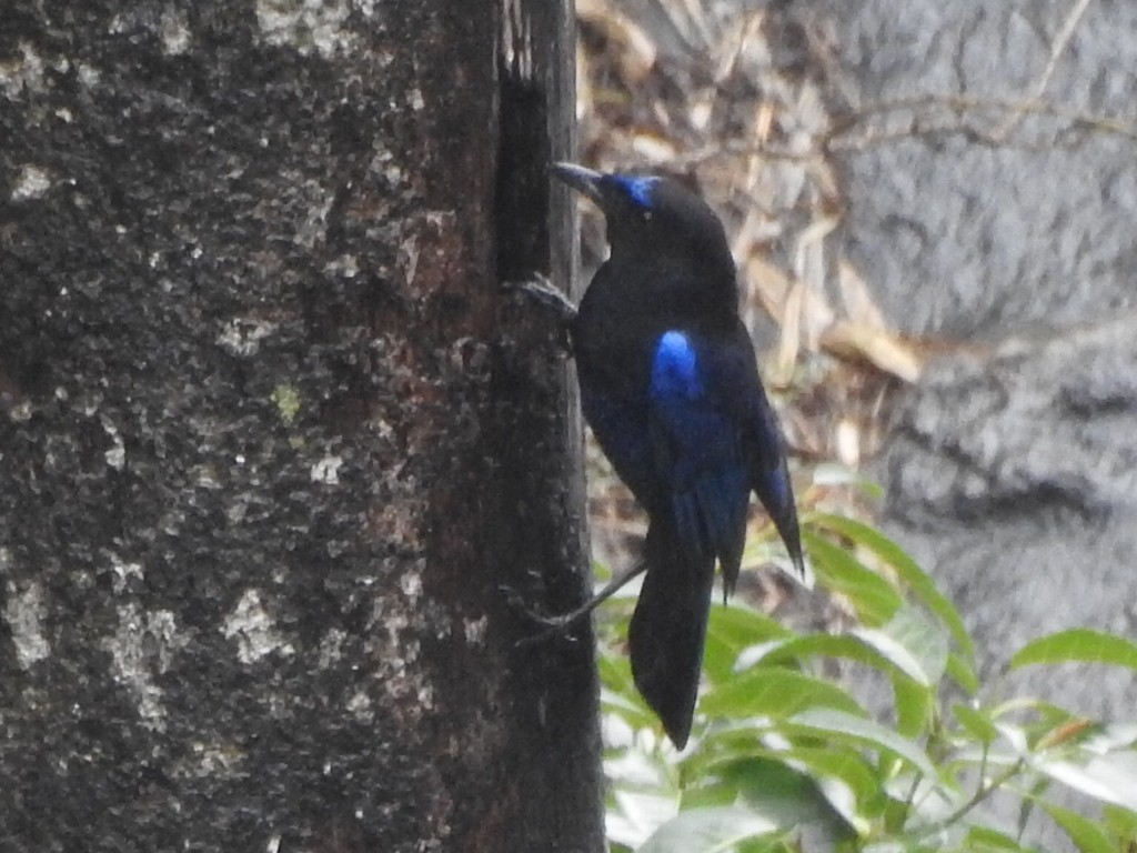 Малабарская синяя птица - ML619386732