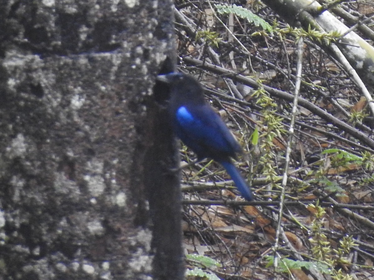 Малабарская синяя птица - ML619386733