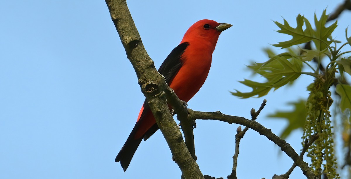 Scarlet Tanager - ML619386741