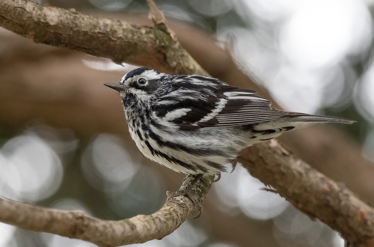 Black-and-white Warbler - ML619386746