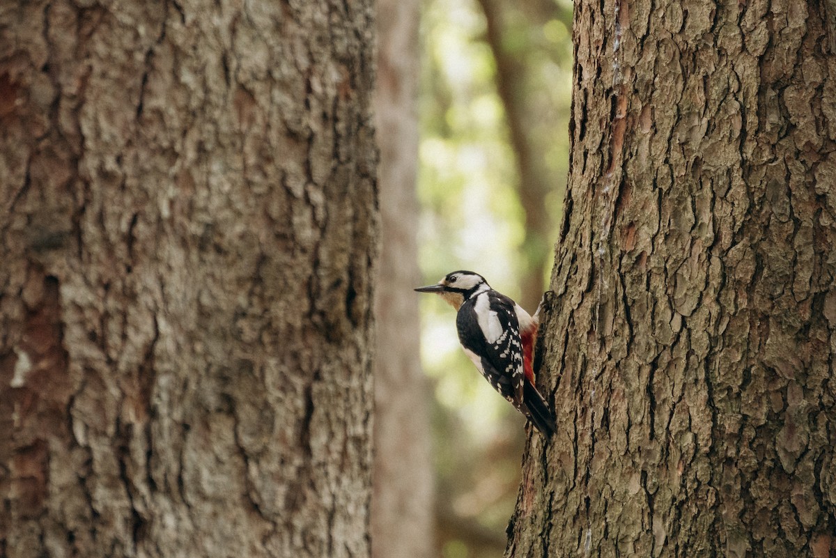 Great Spotted Woodpecker - ML619386780