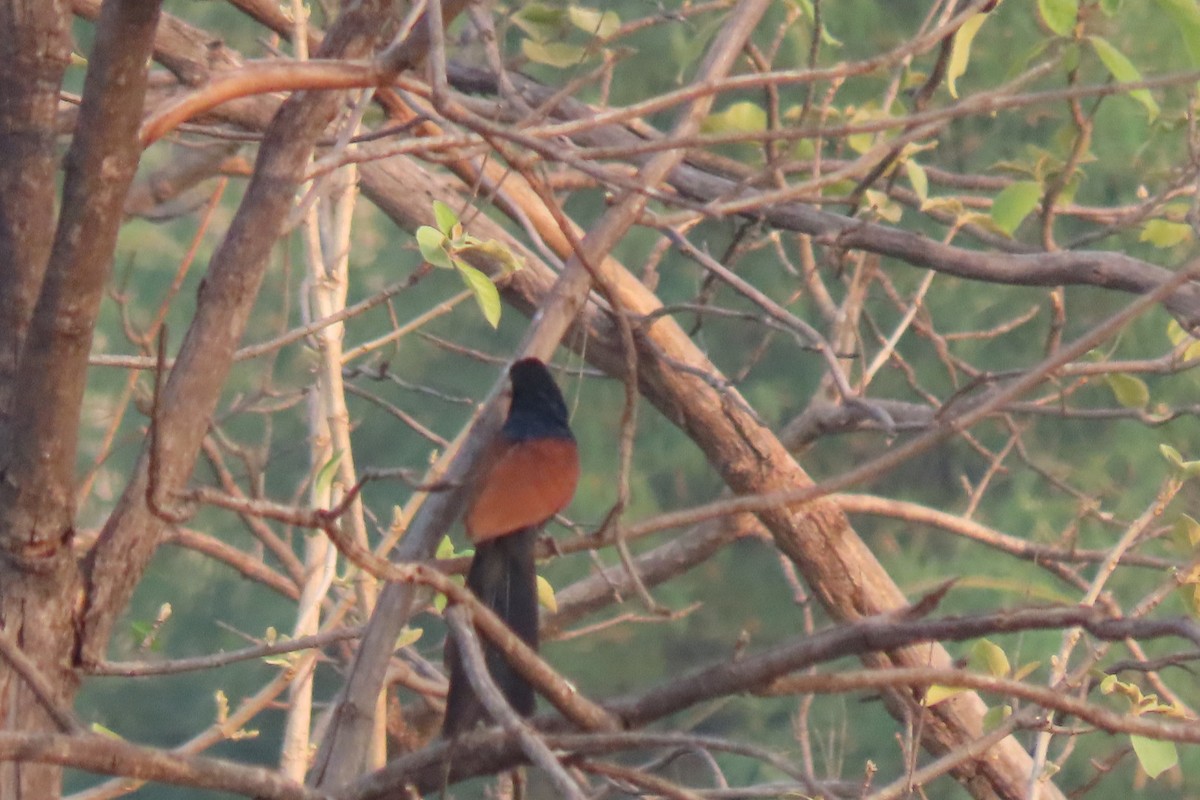 Greater Coucal - ML619386811