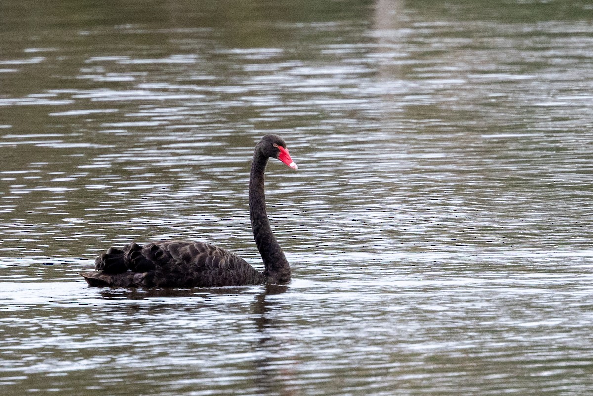 Black Swan - ML619386818