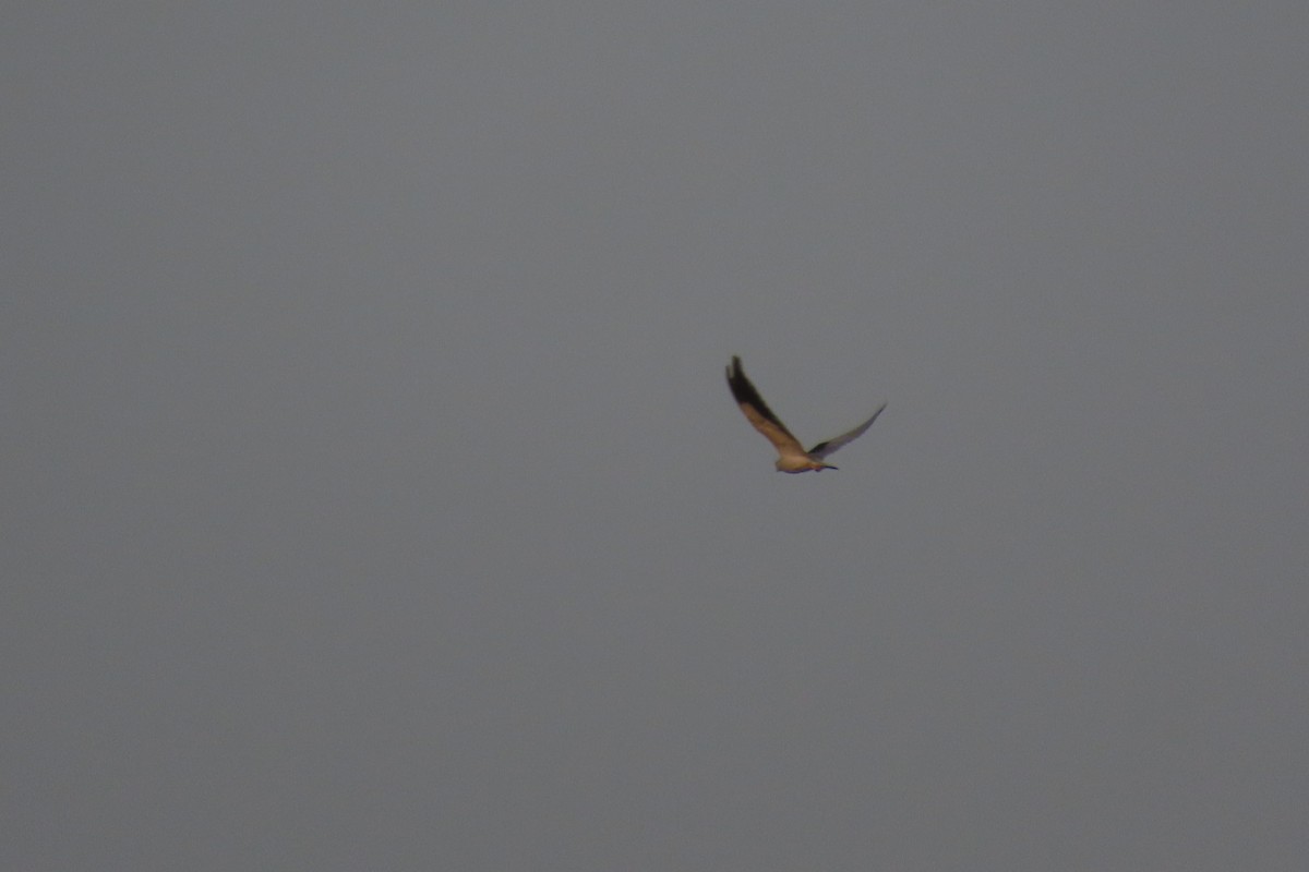 Black-winged Kite - ML619386876