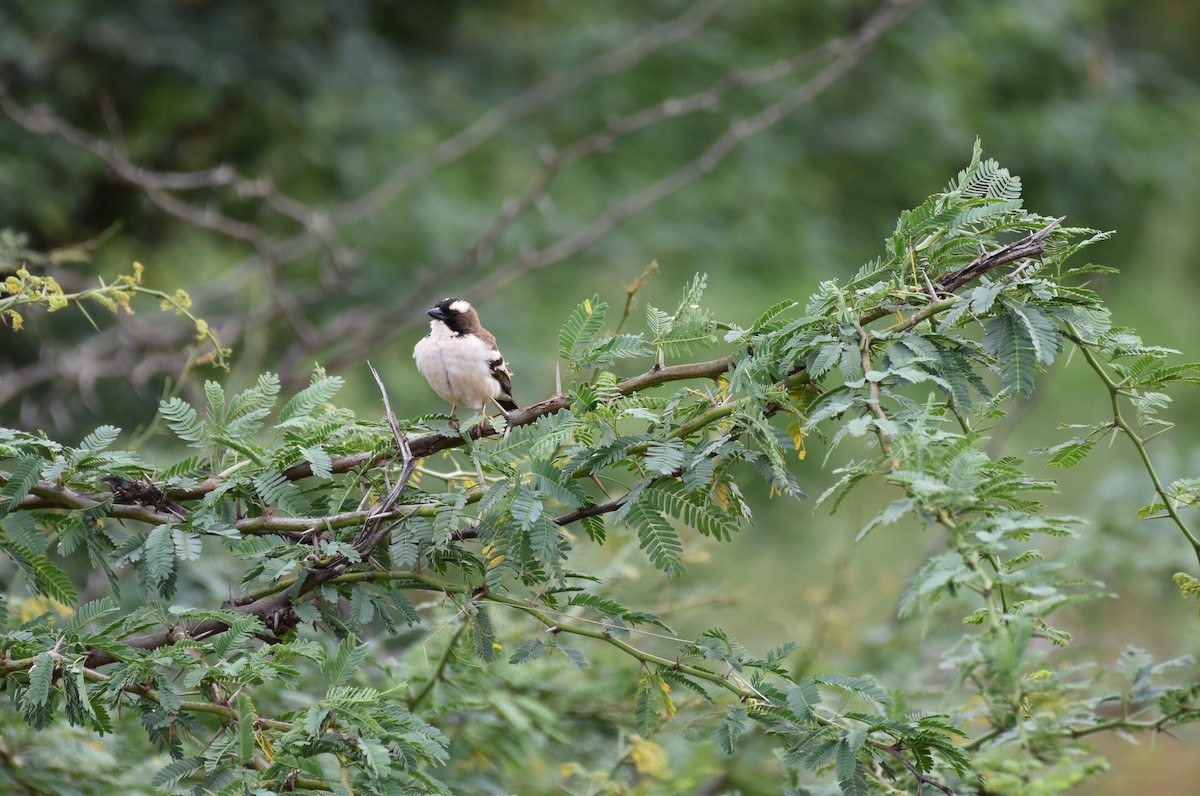White-browed Sparrow-Weaver - ML619386882