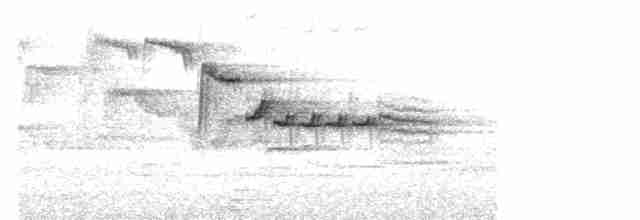 Amilotx urdina - ML619386892