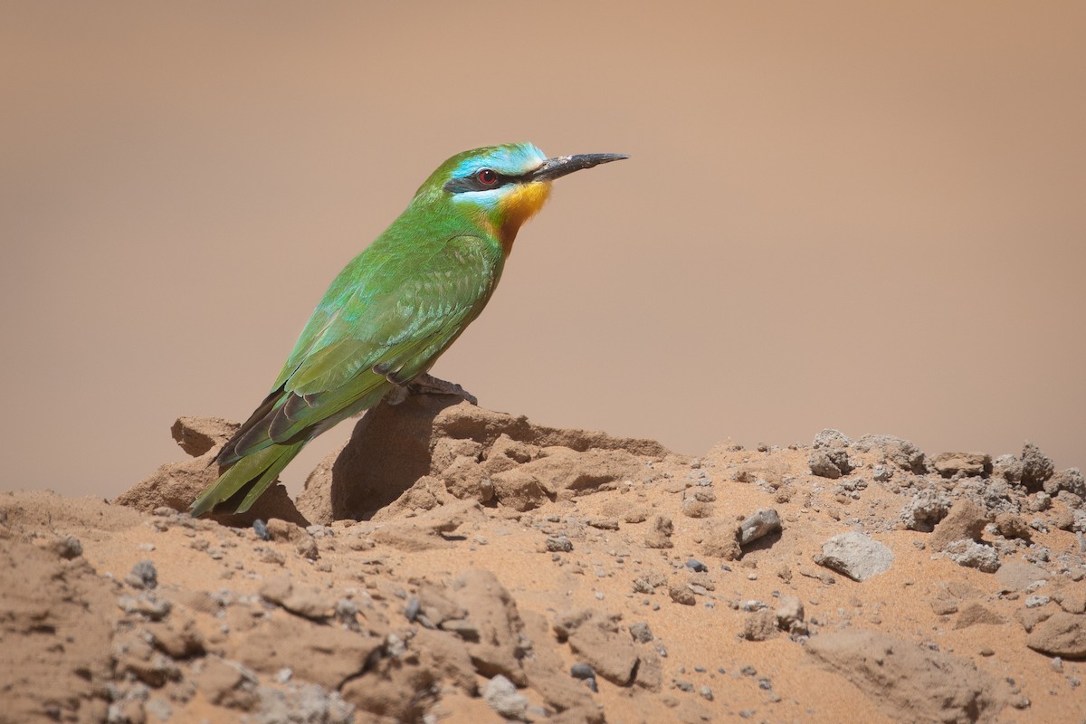 Blue-cheeked Bee-eater - ML619386902