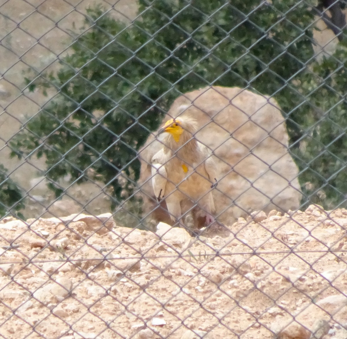 Egyptian Vulture - ML619386917
