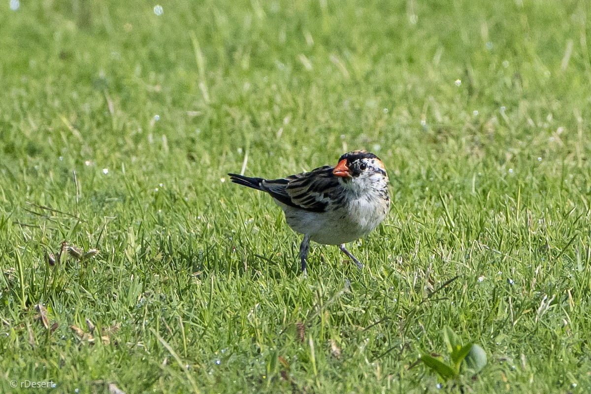 Pin-tailed Whydah - ML619386933