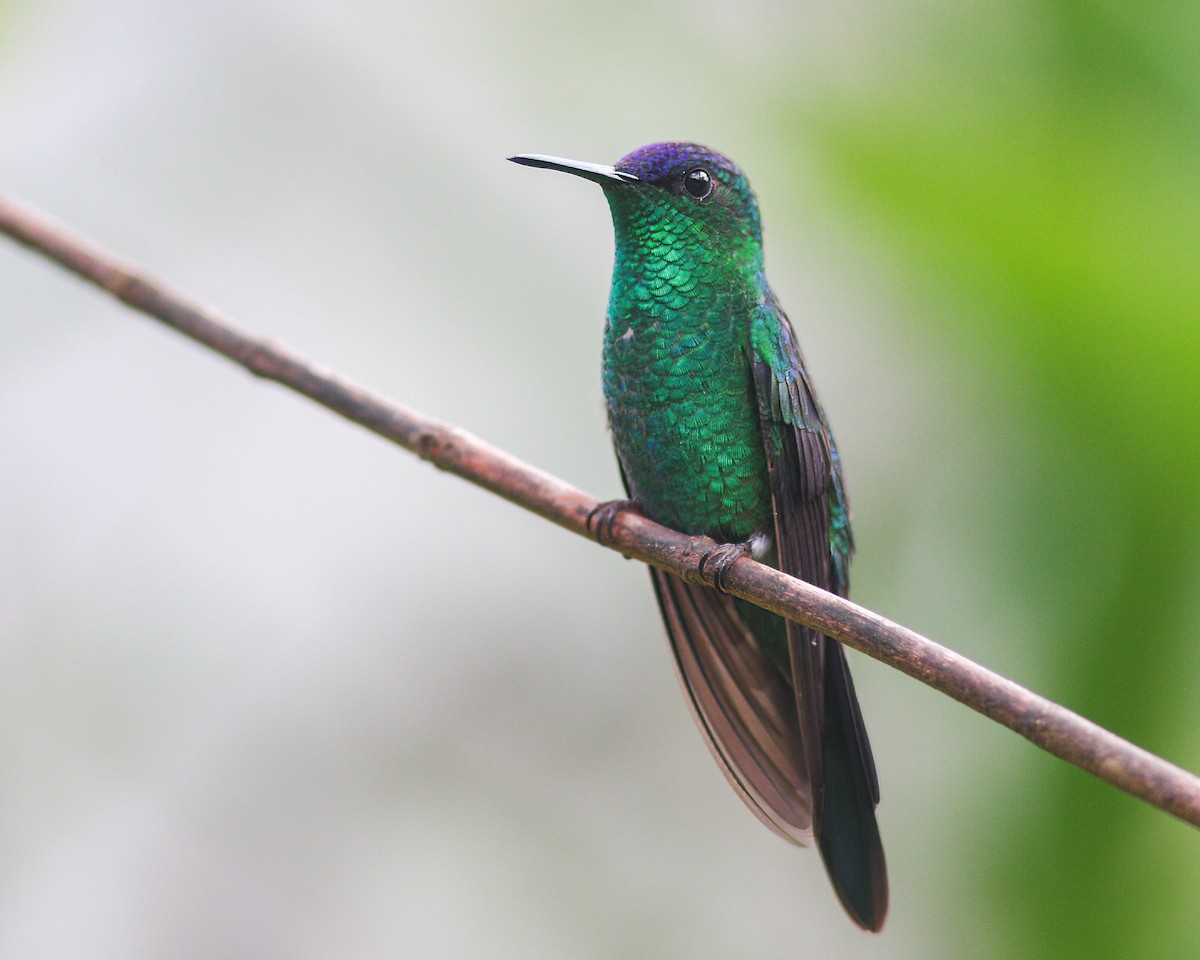 kolibřík fialovotemenný - ML619386941