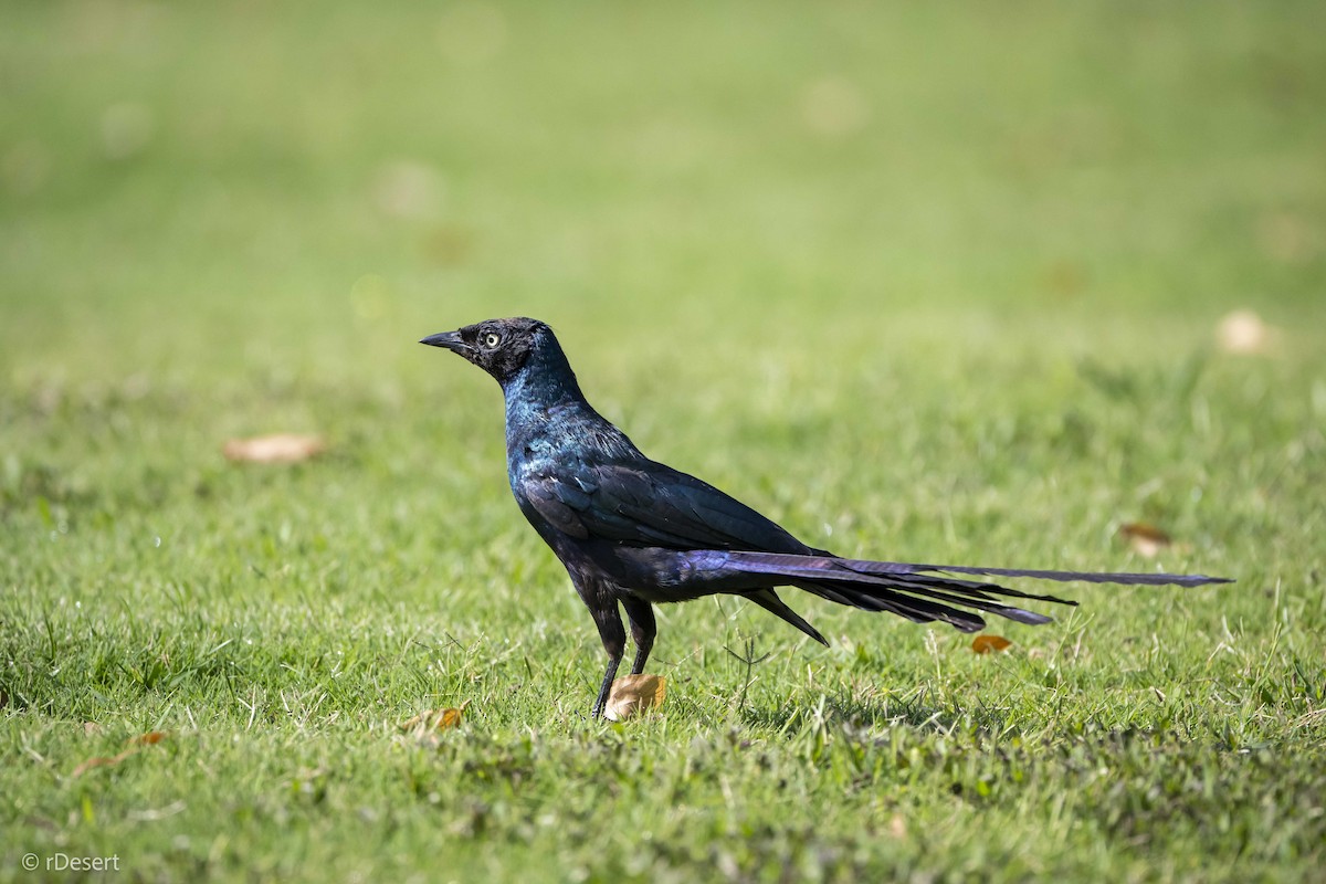 Long-tailed Glossy Starling - ML619386960