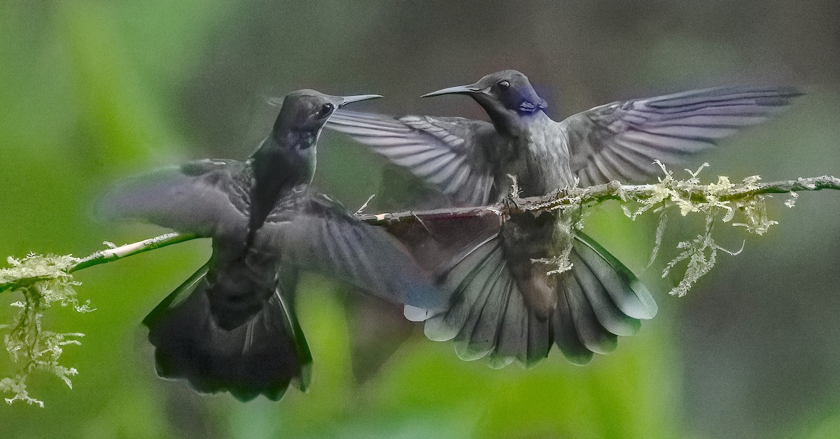 kolibřík fialovouchý - ML619386972