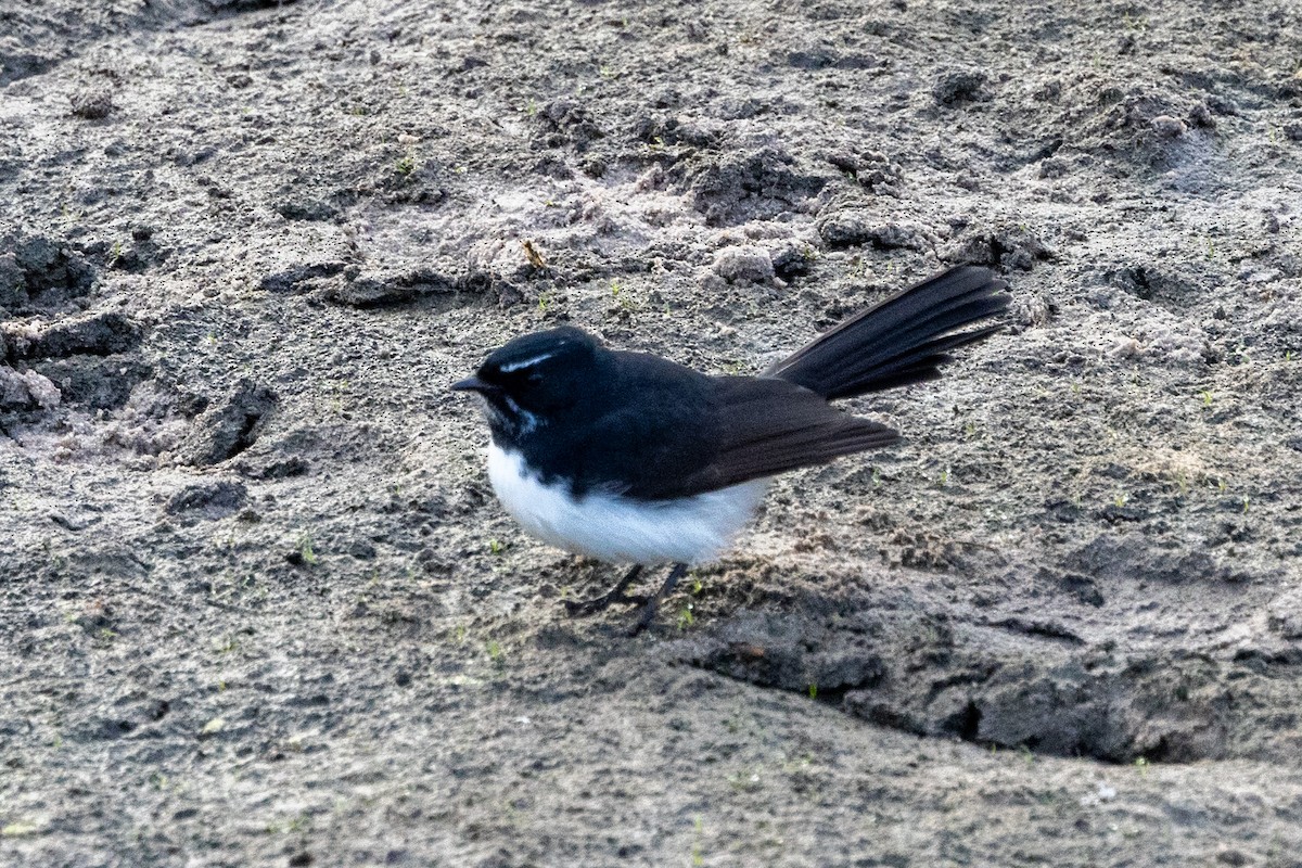 Willie-wagtail - ML619386975