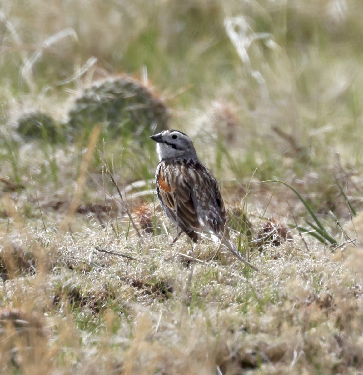 Thick-billed Longspur - ML619387000